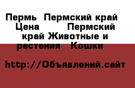 Пермь, Пермский край › Цена ­ 10 - Пермский край Животные и растения » Кошки   